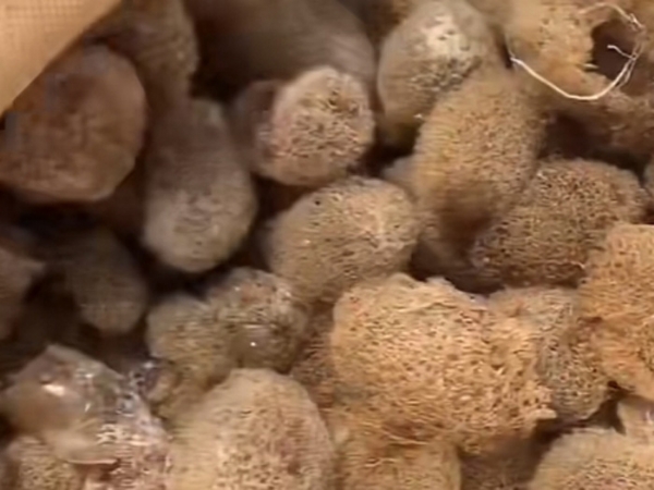 云顶国际的人为滋生技术