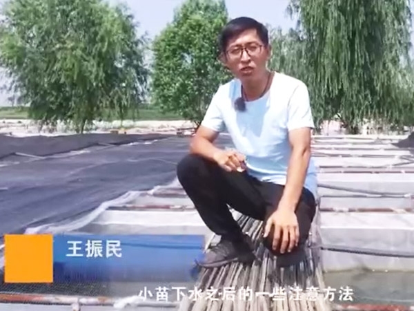 云顶国际幼苗下水后确把稳和操作