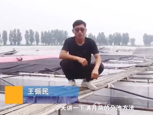 云顶国际满月苗的分池步骤