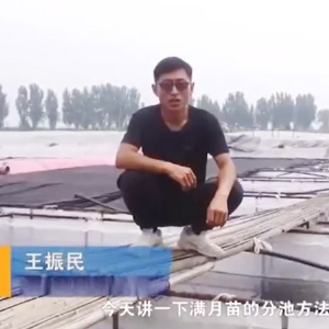 云顶国际满月苗的分池步骤