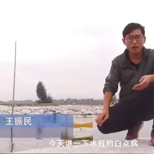 云顶国际白点病产生涯法规及防治步骤