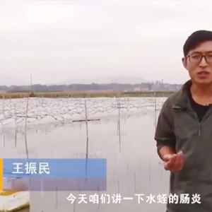 云顶国际胀气型肠炎产生法规及防治步骤